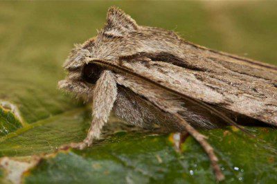 Blair's Shoulder Knot Moth