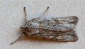 Blair's Shoulder Knot Moth