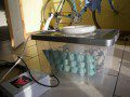 Moth Trap