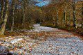Gogerddan Woods