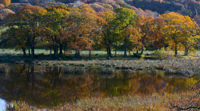 Autumn Reflections