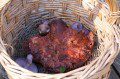 Fungi Foraging