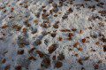 Beech Leaves