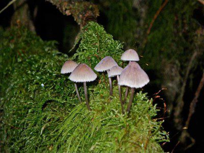 Mushrooms on Moss Covered Branch