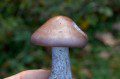 Wood Blewit