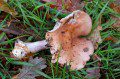 Wood Blewit