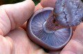 Wood Blewit