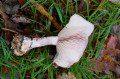 Wood Blewit Underside
