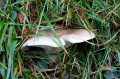 Wood Blewit in situ