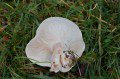 Wood Blewit Gills