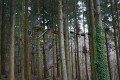 Messing Around in the Trees
