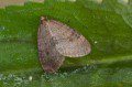 Winter Moth