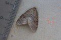 Winter Moth