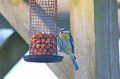 Blue Tit