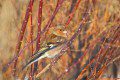 Chaffinch