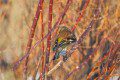 Chaffinch