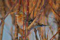 Chaffinch