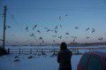 Feeding the Birds
