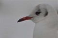 Gull