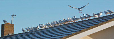 Gulls