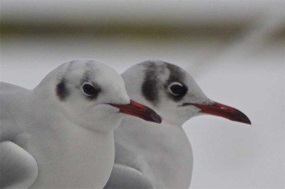 Black-headed Gulls