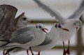 Seagulls