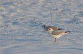 Black-Headed Gulls