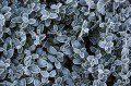 Marjoram