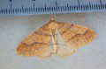 Scarce Umber Moth