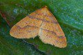 Scarce Umber Moth