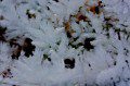 Hoar Frost