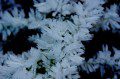 Hoar Frost