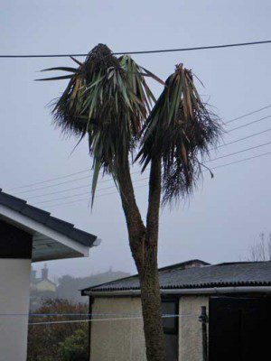 Frost damaged palm tree