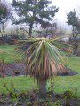 Palm Tree