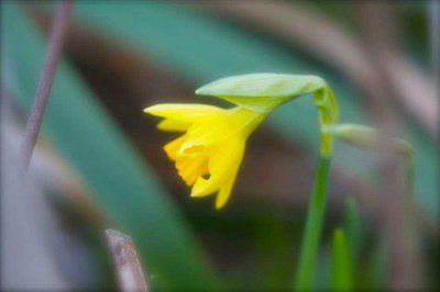 daffodil Our first Daffodil of 2011