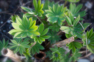 lupins Lupins