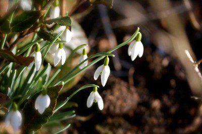 snowdrops Snowdrops