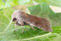 Clouded Drab Moth Photo