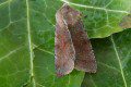 Clouded Drab Moth photo