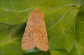 Common Quaker
