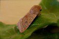 Common Quaker