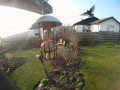 Incoming Starling