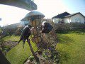 Starlings