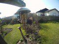 Starling