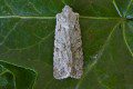 Grey Shoulder-knot Moth Photo