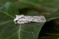 Grey Shoulder-knot Moth photo