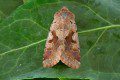 Hebrew Character Moth Photo