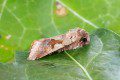 Hebrew Character Moth Photo