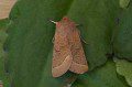 Common Quaker