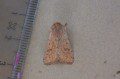 Small Quaker